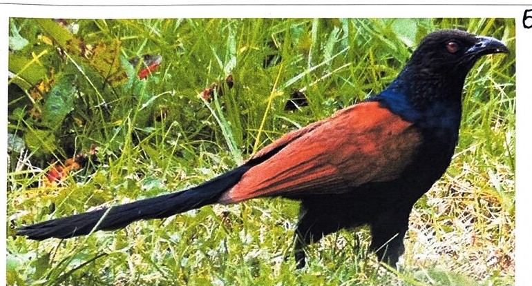 Greater Coucal or Crow Pheasant, photographed at BMS